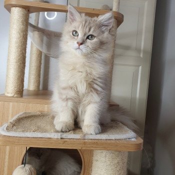 chaton British Longhair lilac golden shaded Titi Paris Royal Cattery