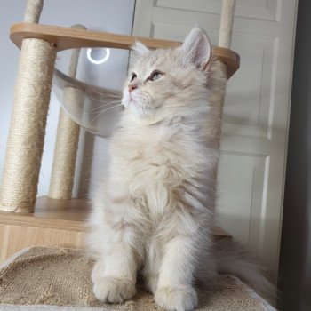 chaton British Longhair lilac golden shaded Titi Paris Royal Cattery