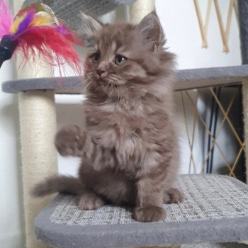 chaton British Longhair chocolate Toffee Paris Royal Cattery