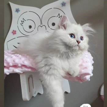 chaton British Longhair lilac golden shaded point Trésor Paris Royal Cattery