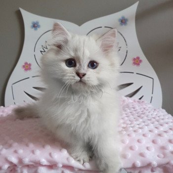 chaton British Longhair lilac golden shaded point Trésor Paris Royal Cattery