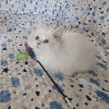 chaton British Longhair lilac golden shaded point Trésor Paris Royal Cattery