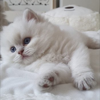 chaton British Longhair blue golden shaded point Ugo Paris Royal Cattery