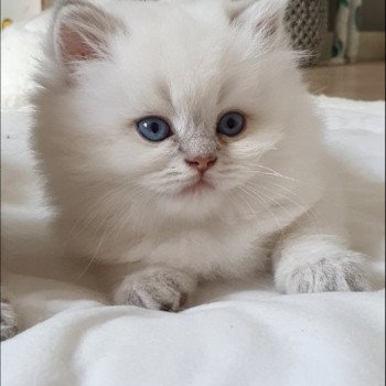 chaton British Longhair blue golden shaded point Ugo Paris Royal Cattery