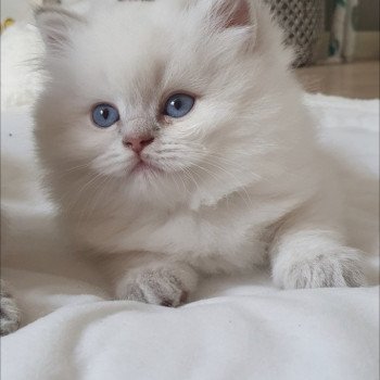 chaton British Longhair blue golden shaded point Ugo Paris Royal Cattery