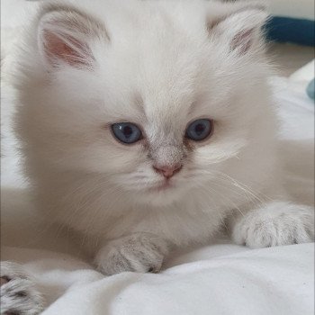 chaton British Longhair blue golden shaded point Ugo Paris Royal Cattery