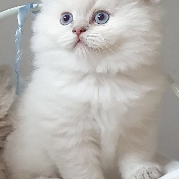 chaton British Longhair blue golden shaded point Ugo Paris Royal Cattery