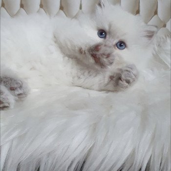 chaton British Longhair blue golden shaded point Ugo Paris Royal Cattery