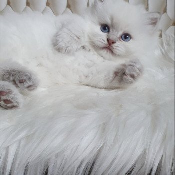 chaton British Longhair blue golden shaded point Ugo Paris Royal Cattery