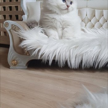 chaton British Longhair blue golden shaded point Ugo Paris Royal Cattery