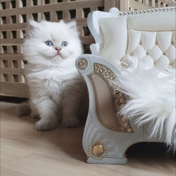 chaton British Longhair blue golden shaded point Ugo Paris Royal Cattery