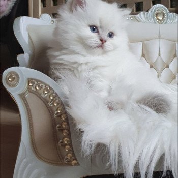 chaton British Longhair blue golden shaded point Ugo Paris Royal Cattery