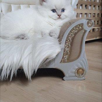 chaton British Longhair blue golden shaded point Ugo Paris Royal Cattery