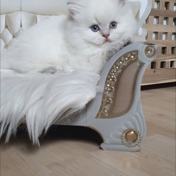 chaton British Longhair blue golden shaded point Ugo Paris Royal Cattery