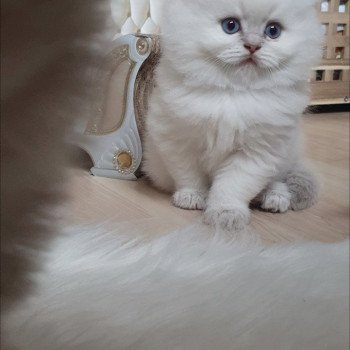 chaton British Longhair blue golden shaded point Ugo Paris Royal Cattery