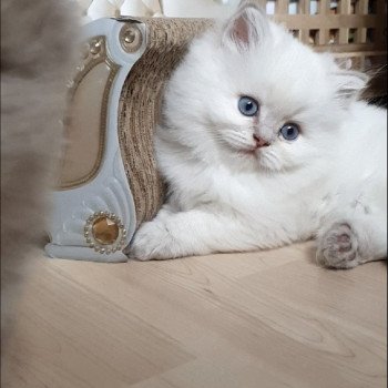 chaton British Longhair blue golden shaded point Ugo Paris Royal Cattery