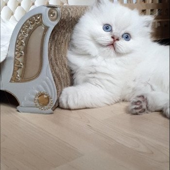 chaton British Longhair blue golden shaded point Ugo Paris Royal Cattery