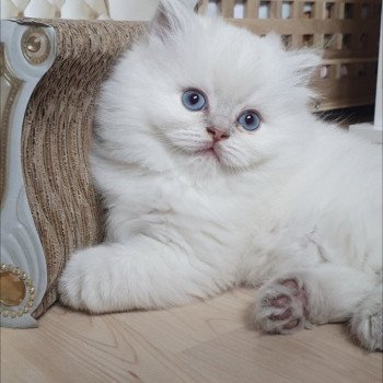 chaton British Longhair blue golden shaded point Ugo Paris Royal Cattery