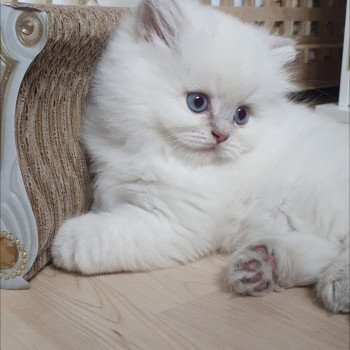 chaton British Longhair blue golden shaded point Ugo Paris Royal Cattery