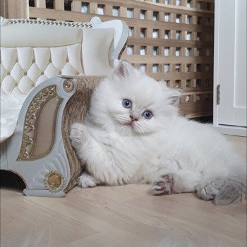 chaton British Longhair blue golden shaded point Ugo Paris Royal Cattery