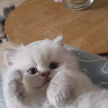 chaton British Longhair blue golden shaded point Ugo Paris Royal Cattery