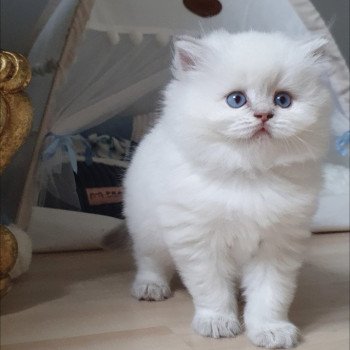 chaton British Longhair blue golden shaded point Ugo Paris Royal Cattery