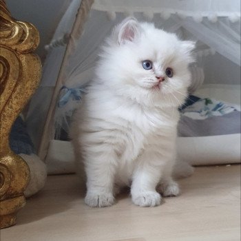 chaton British Longhair blue golden shaded point Ugo Paris Royal Cattery