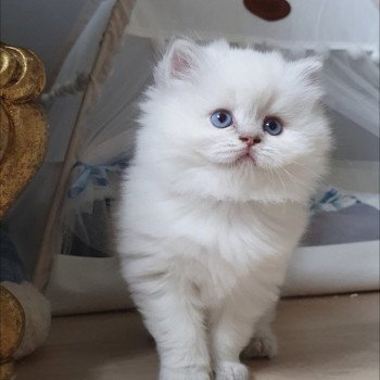 chaton British Longhair blue golden shaded point Ugo Paris Royal Cattery