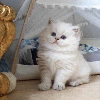 chaton British Longhair blue golden shaded point Ugo Paris Royal Cattery