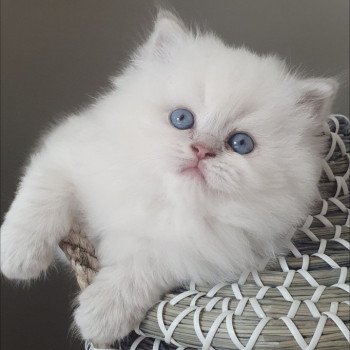 chaton British Longhair blue golden shaded point Ugo Paris Royal Cattery