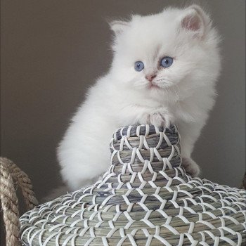 chaton British Longhair blue golden shaded point Ugo Paris Royal Cattery