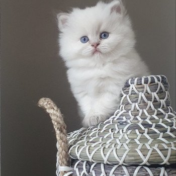 chaton British Longhair blue golden shaded point Ugo Paris Royal Cattery