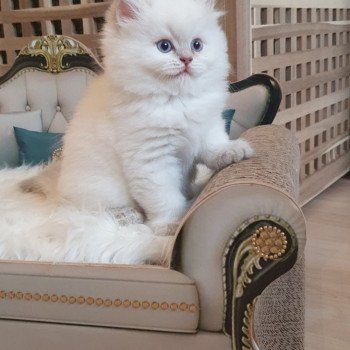 chaton British Longhair lilac golden shaded point Ugo Paris Royal Cattery