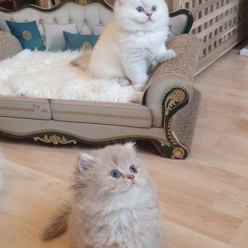 chaton British Longhair lilac golden shaded point Ugo Paris Royal Cattery