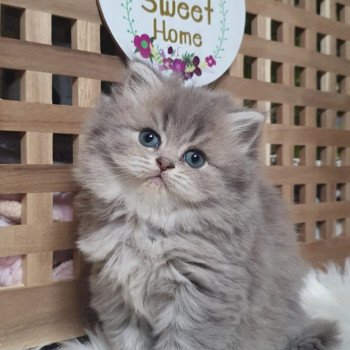 chaton British Longhair blue golden shaded Una Bella Paris Royal Cattery chaton British Longhair blue golden shaded Una Bella Paris Royal Cattery