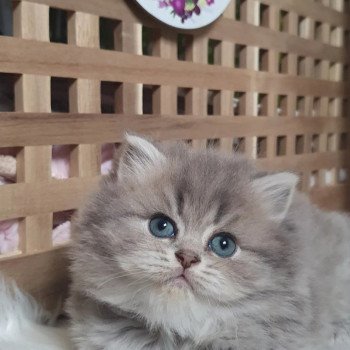 chaton British Longhair blue golden shaded Una Bella Paris Royal Cattery chaton British Longhair blue golden shaded Una Bella Paris Royal Cattery