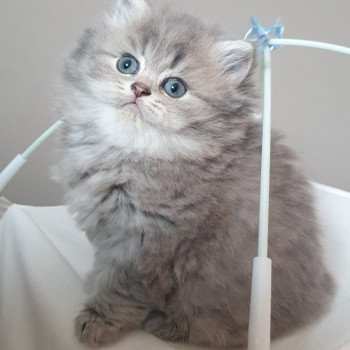 chaton British Longhair blue golden shaded Una Bella Paris Royal Cattery chaton British Longhair blue golden shaded Una Bella Paris Royal Cattery