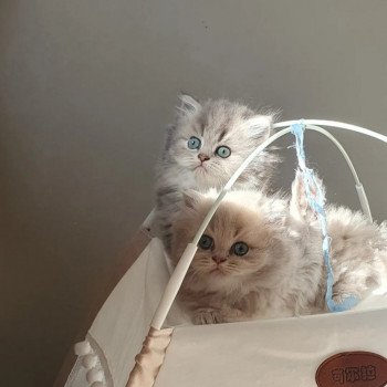 chaton British Longhair blue golden shaded Una Bella Paris Royal Cattery chaton British Longhair blue golden shaded Una Bella Paris Royal Cattery