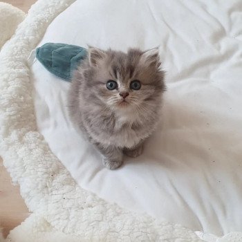 chaton British Longhair blue golden shaded Una Bella Paris Royal Cattery chaton British Longhair blue golden shaded Una Bella Paris Royal Cattery