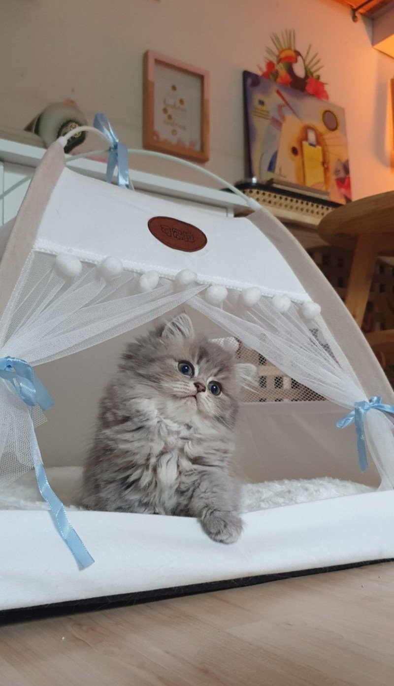 Una Bella From Paris Royal Femelle British Longhair Una Bella From Paris Royal Femelle British Longhair