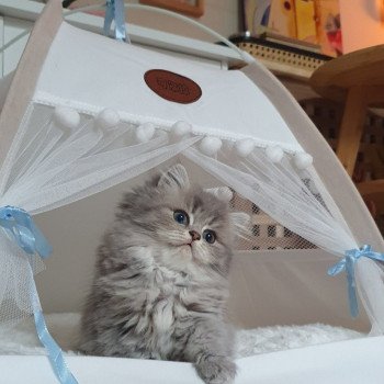 chaton British Longhair blue golden shaded Una Bella Paris Royal Cattery chaton British Longhair blue golden shaded Una Bella Paris Royal Cattery