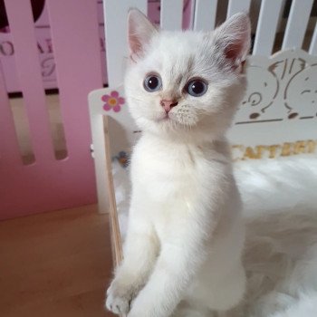 chaton British Shorthair silver shaded point Bradley Paris Royal Cattery