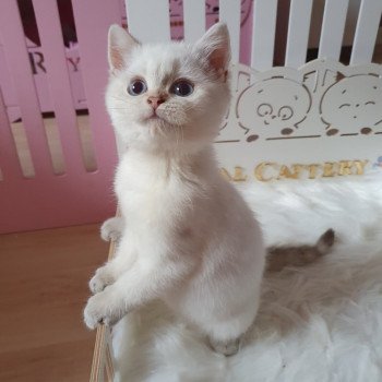 chaton British Shorthair silver shaded point Bradley Paris Royal Cattery