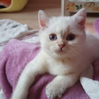 chaton British Shorthair silver shaded point Bradley Paris Royal Cattery