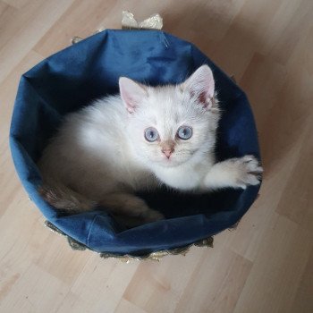 chaton British Shorthair silver shaded point Bradley Paris Royal Cattery