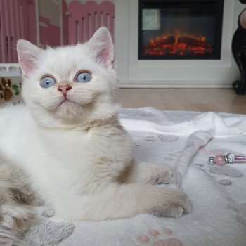 chaton British Shorthair silver shaded point Bradley Paris Royal Cattery