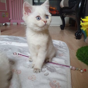 chaton British Shorthair silver shaded point Bradley Paris Royal Cattery