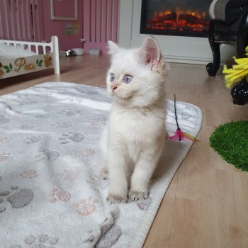 chaton British Shorthair silver shaded point Bradley Paris Royal Cattery