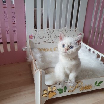 chaton British Shorthair silver shaded point Bradley Paris Royal Cattery