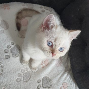 chaton British Shorthair silver shaded point Bradley Paris Royal Cattery